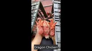 Dragon chicken ||  #shorts #youtubeshorts # dragonchicken #animals #petanimals