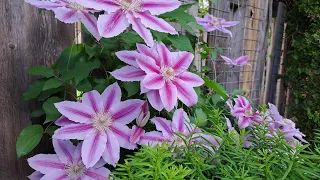 Queen of Flowering | Clematis Vine Varieties