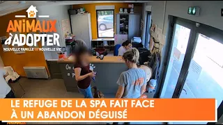 Le refuge de la SPA fait face à un abandon déguisé -  Animaux à Adopter