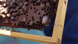 Capilano Honey Explain the Importance of Bees