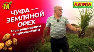 ЧУФА - земляной орех! Выращивание чуфы в Средней полосе России.