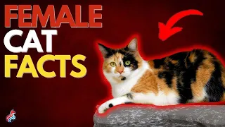 11 Fascinating Facts About Female Cats