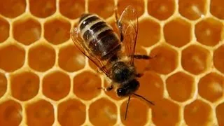 Honigbiene - Trailer Schulfilm Biologie