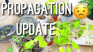 Sad Propagation Updates | Golden Goddess Philodendron Propagating in Sphagnum Moss