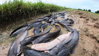 Best Hand Fishing - a lot of catch catfish in little water at field catch by hand a fisherman