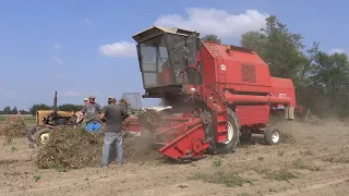 Fasolowe Żniwa nad Wisłą || Polowanie na Bizony ||