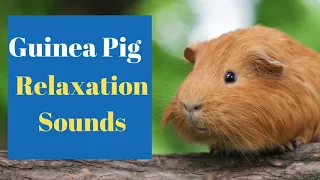 Guinea Pig music natural stress and anxiety relief for Guinea pigs