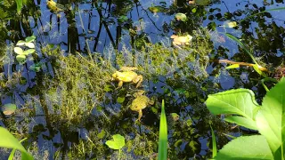 Froschkonzert - Frösche quaken im Teich - Wasserfrösche