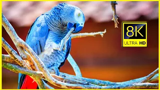 The Most Beautiful Birds Collection 8K ULTRA HD / 8K TV - Colourful Birds Collections - Birds Sounds