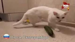 Русские коты против американских