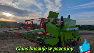 Zaczynamy mokre żniwa 2023 w Świętokrzyskim/ Testujemy Claas  compact 25 w akcji