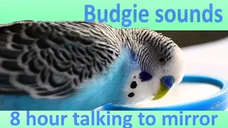 8 Hour Budgie talking with mirror [Sounds]
