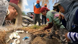 MABANGIS NA COBRA HINDI INIWAN ANG MGA ITLOG KAHIT NASUNOG NA ANG LUNGGA