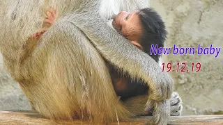 Mom Helpy give a new baby again after poor baby Helpo pass away a long time, New baby very cute.