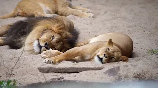 Leeuwen Zoo Antwerpen mei 2022 | Lions Antwerp Zoo May 2022
