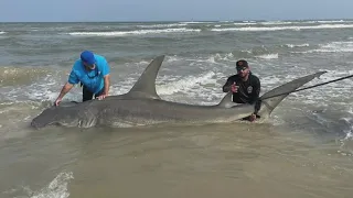 Anglers reel in massive 14-foot shark on Padre Island in Texas