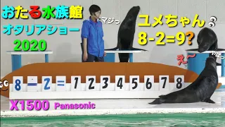 【高評価410】Panasonicデジタル4Kビデオカメラ【小樽水族館】オタリアショー ユメちゃん間違っちゃったぁー❗&メスイルカショー  4K60p  Panasonic HC-X1500撮影映像