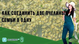 Как соединить две пчелиные семьи в одну