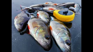ЛОВЛЯ ОКУНЯ зимой 2020 | Зимняя рыбалка 2020 | Клуб рыбаков и Михалыч не ловил такого мелкого окуня!
