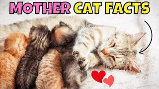 10 Incredible Facts About Mother Cats (#7 is Wild)