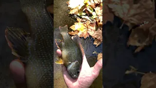 Beautiful Catch #fishingvideo #fishing #angler #fish #nature #catchandrelease #urban #wildlife #fun