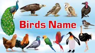 Learn Birds Name in English | Birds Vocabulary For Kids | Birds Name | Preschool Kids Learning