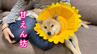 ママのことを自分だけのものと勘違いしている柴犬が可愛い