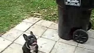 Dax the French Bulldog vs Mr. Alligator