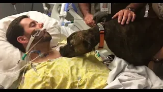 Dog Visits Hospital To Say Goodbye To Her Dying Owner | Daily Viral Stories