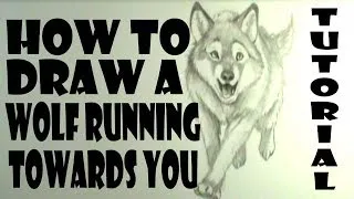 How to draw a wolf running towards you