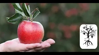 Unsere 2 wichtigsten Tipps für Obstbäume im Garten - bitte in keinem Jahr vergessen!