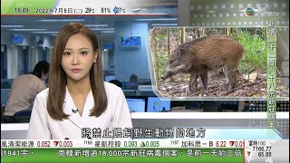 無綫6:30 六點半新聞報道｜特首李家超稱將致力解決房屋問題｜本港增逾二千宗確診 長沙灣英華書院現爆發有四班須停課一周｜政府倡修例將禁餵野生動物區擴展至全港 ｜2022年7月5日 TVB News