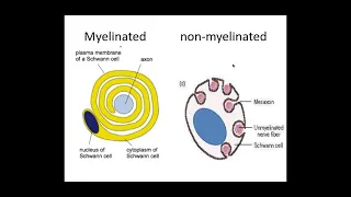 5.1.3 Neuronal Communication b) Sensory, relay and motor neurones and myelination.