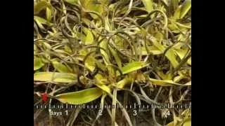 Resurrection Plant Video 1 - Professor Jill Farrant, UCT.