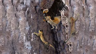 Scary Revenge! Mother Leopard Went To The Eagle's Nest And Brutally Defeated It To Avenge Her Cubs