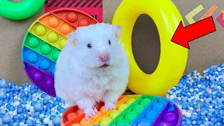 🐹 World's Largest  Hamster Escapes the Pool Maze for Pets 🐹 Obstacle Course