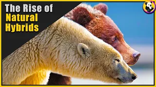 Why HYBRID ANIMALS May Take Over The North (USA, Canada, Russia)