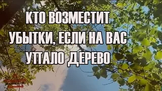 Кто возместит убытки, если на вас упало дерево | Правила выживания | Выпуск 6