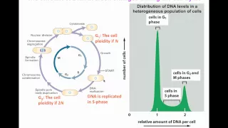 Flow cytometry for DNA analysis