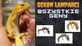 Gekon lamparci - wszystkie geny. Eublepharis macularius - odmiany barwne. RoyalVaran