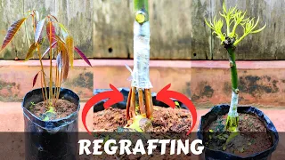 Mango Stone Grafting New Technique! | mango stone grafting | how to graft mango tree