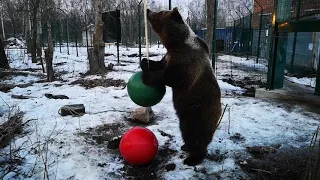 Медведь Мансур играет с шаром.