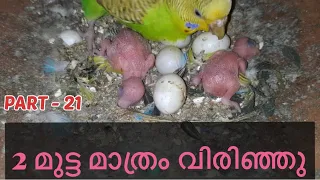 Budgies growth stages from egg laying to fly..JUNE 5-#budgies #lovebird #babychicks #egghatching