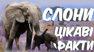 🐘Слон🐘Цікаві факти про слонів🐘Дика природа🐘