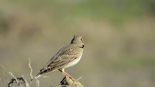 ÜLKEMİZDE YAŞAYAN KUŞ TÜRLERİNDEN BOĞMAKLI TOYGAR