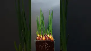 Onion Growing - Time Lapse #greentimelapse #gtl #timelapse