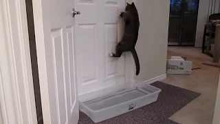 Кошки открывают дверь самостоятельно / Cats opening doors