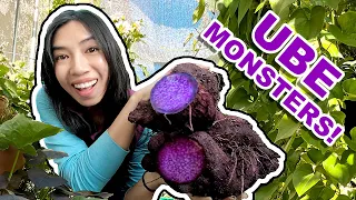 Giant Ube (Purple Yam): Must know this before you plant! ⚠️