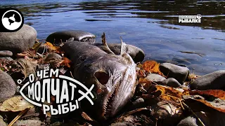 Тихоокеанские лососи. Смерть ради жизни | О чем молчат рыбы
