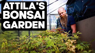 A Tour of Attila's Bonsai Garden